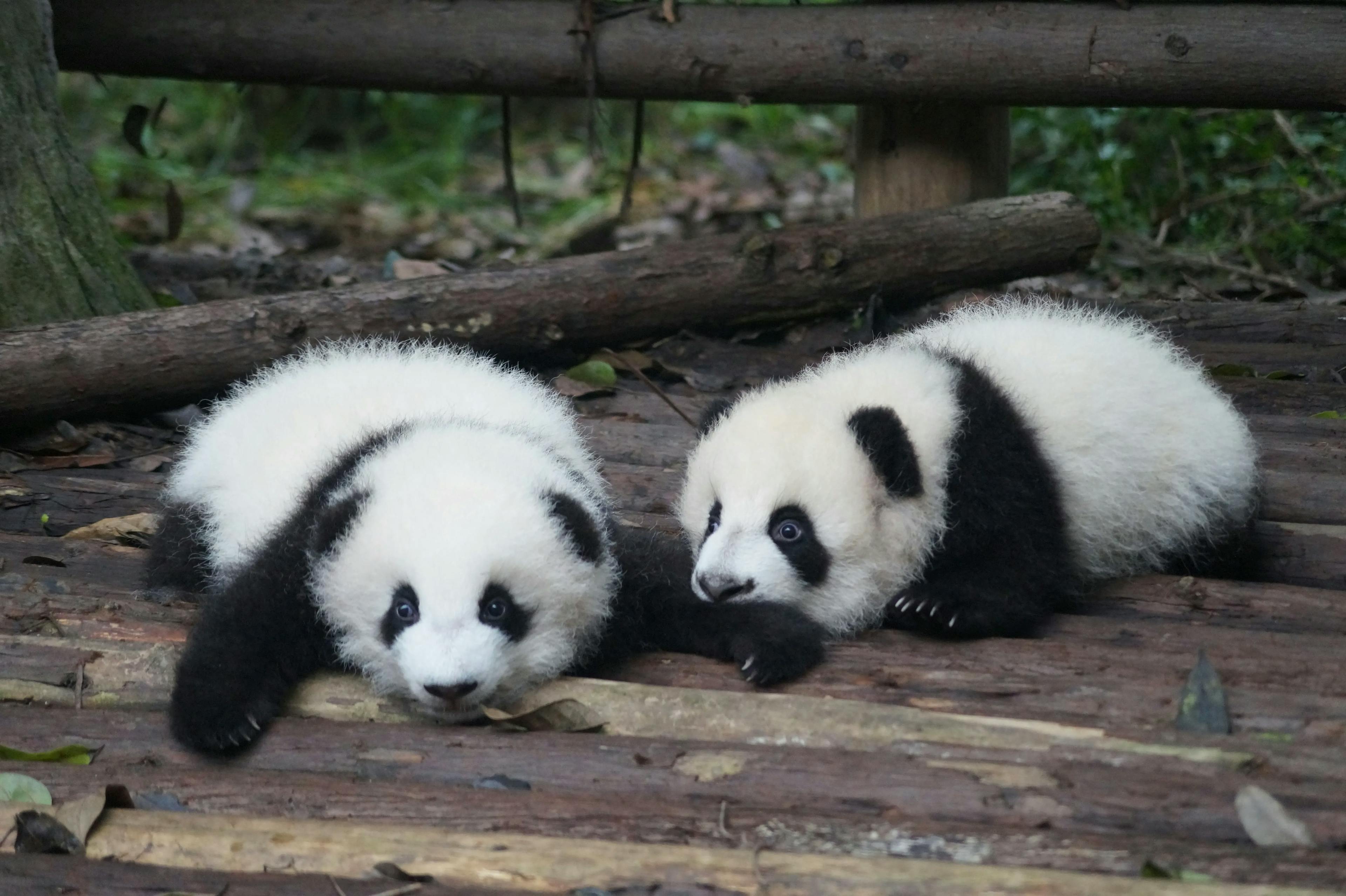 【Every Weekend】Panda's Hometown Chengdu | 4-Day Classic Tour: Pandas, Leshan Giant Buddha, and Mount Emei
